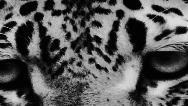 Ótvar Pestis — Money & Power
